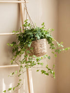 Handwoven Seagrass Hanging Planter Basket with Jute Rope, Woven Plant Pot Cover for Indoor Outdoor Hanging Plants, Boho Home Decor -ZENG-091601